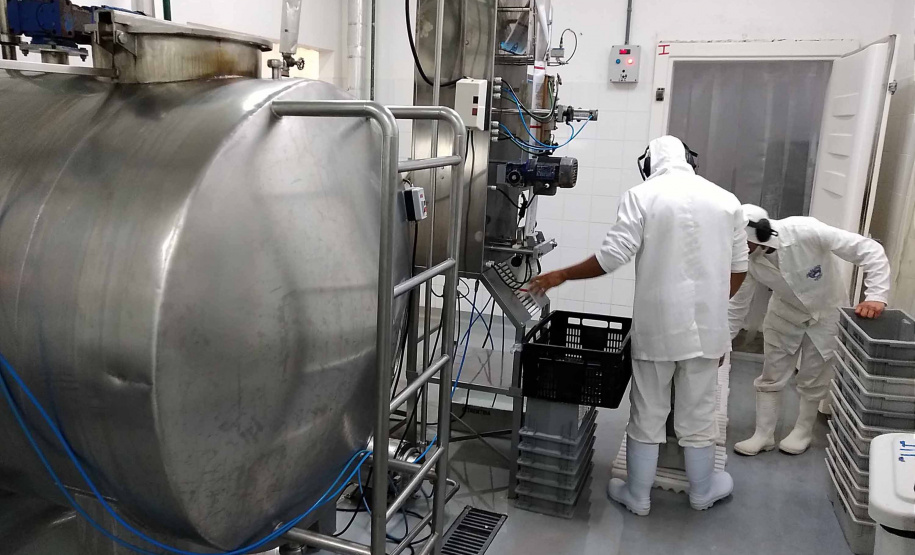 Além de complementar a alimentação de 118 mil crianças que recebem gratuitamente um litro de leite enriquecido por dia em todo o Paraná, o programa Leite das Crianças é um dos grandes responsáveis por fomentar a pecuária leiteira no Estado. Foto: SEAB