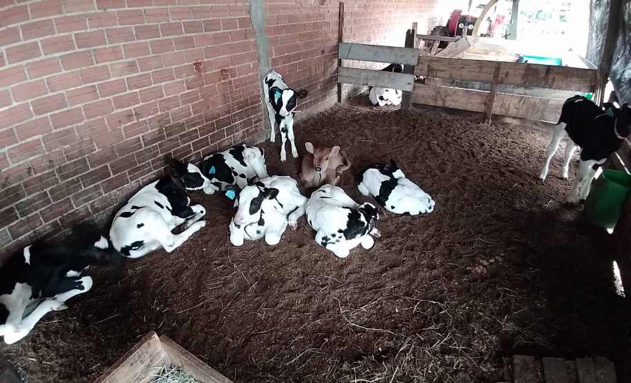 Além de complementar a alimentação de 118 mil crianças que recebem gratuitamente um litro de leite enriquecido por dia em todo o Paraná, o programa Leite das Crianças é um dos grandes responsáveis por fomentar a pecuária leiteira no Estado. Foto: SEAB