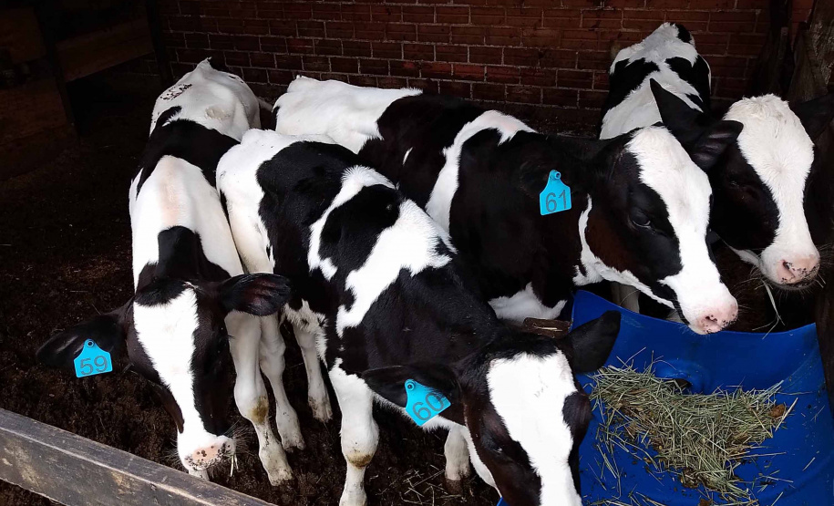 Além de complementar a alimentação de 118 mil crianças que recebem gratuitamente um litro de leite enriquecido por dia em todo o Paraná, o programa Leite das Crianças é um dos grandes responsáveis por fomentar a pecuária leiteira no Estado. Foto: SEAB