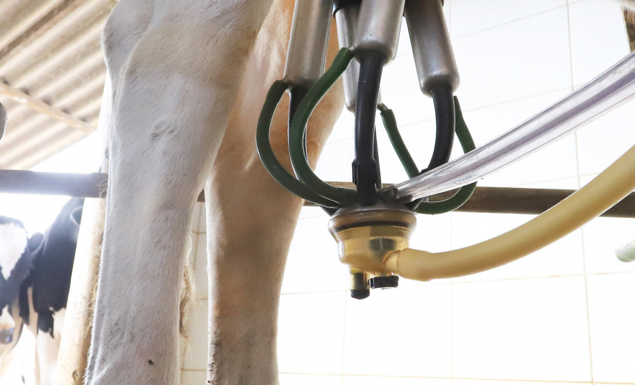 Leite das Crianças - Produtor de leite de Piraquara. Ordenha mecânica.Piraquara, 01-10-19.Foto: Arnaldo Alves / AEN.