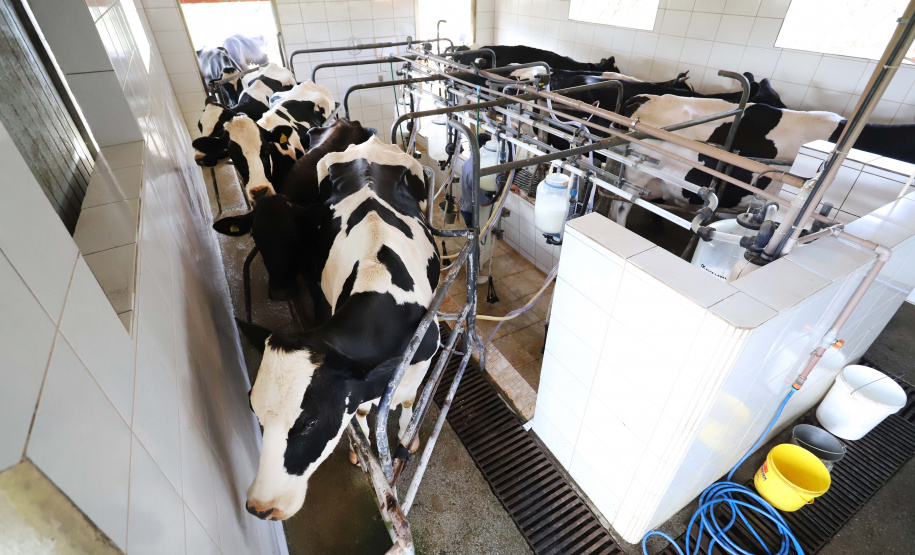 Leite das Crianças - Produtor de leite de Piraquara. Ordenha mecânica.Piraquara, 01-10-19.Foto: Arnaldo Alves / AEN.