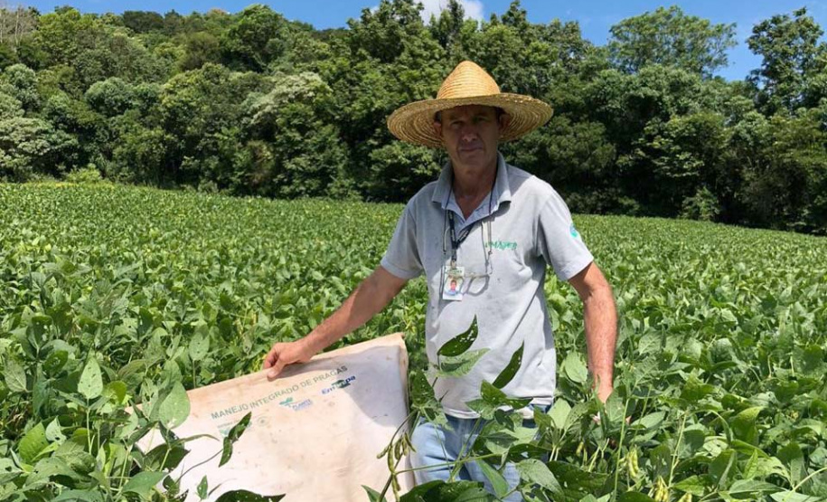 Produtor de Itapejara do Oeste colhe soja sem uso de agrotóxico. Foto:Emater