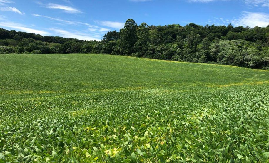 Produtor de Itapejara do Oeste colhe soja sem uso de agrotóxico. Foto:Emater