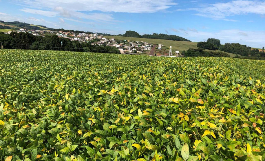 Produtor de Itapejara do Oeste colhe soja sem uso de agrotóxico. Foto:Emater