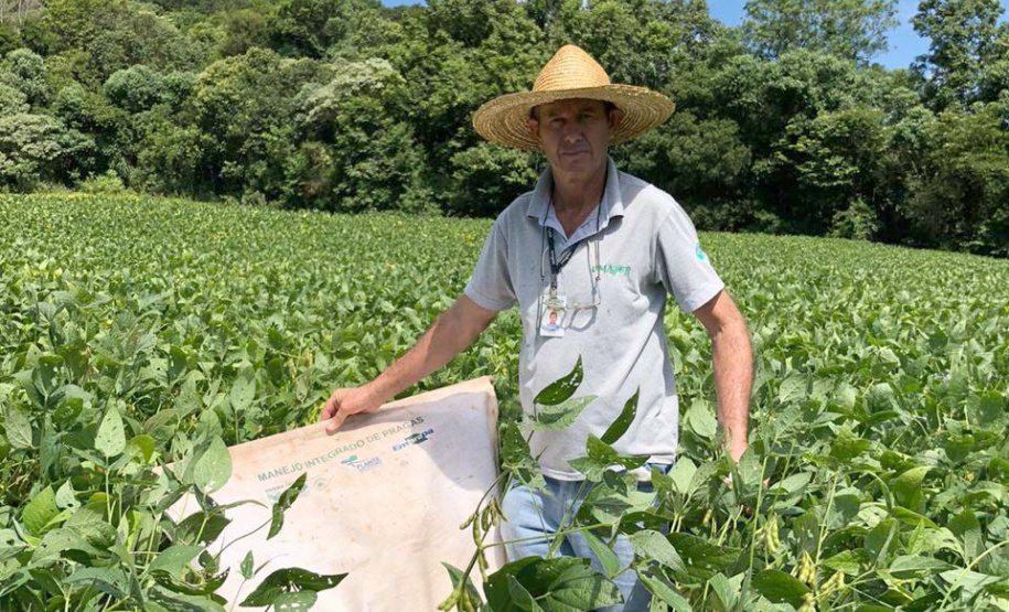 Produtor de Itapejara do Oeste colhe soja sem uso de agrotóxico. Foto:Emater