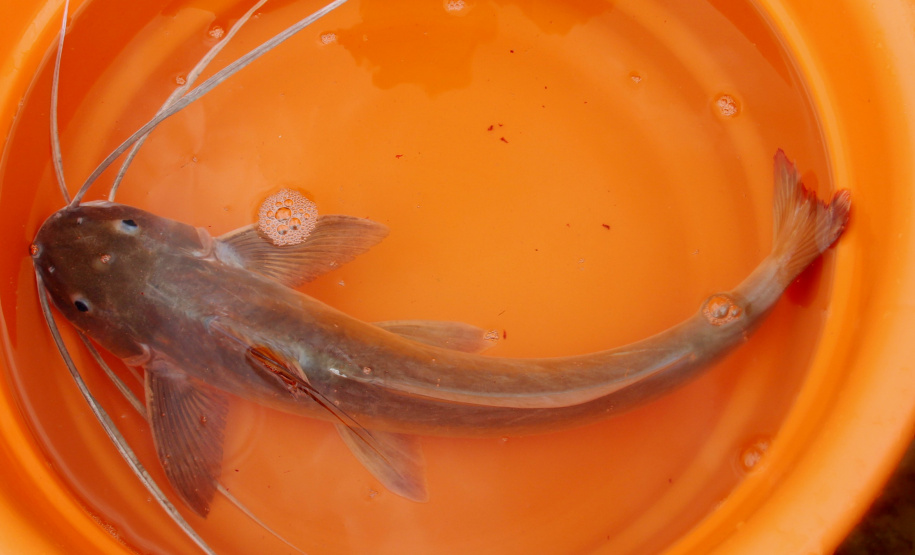 Os peçonhentos são animais que têm a capacidade de injetar substâncias tóxicas pelas suas presas. Já os venenosos são aqueles que causam envenenamento passivo por ingestão ou contato, como as lagartas ou taturanas, os sapos e peixes, como o baiacu. Foto: SESA