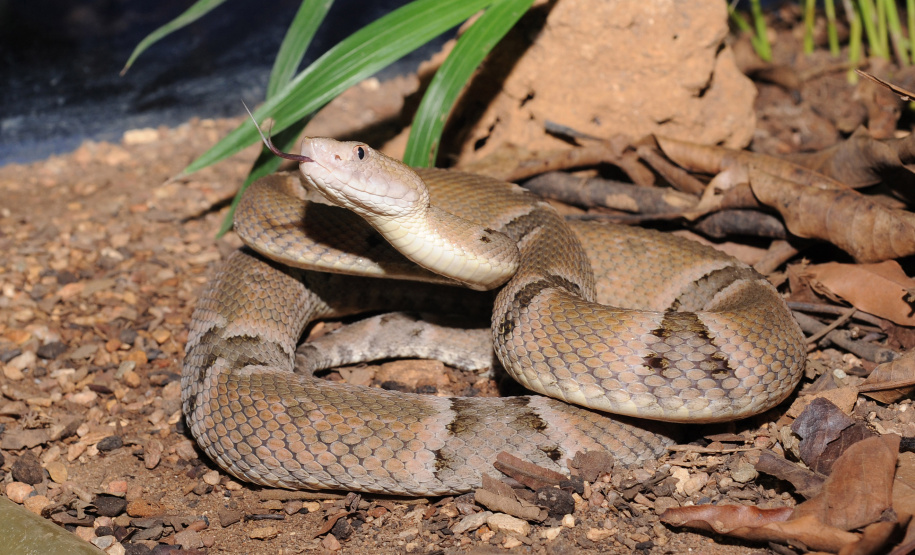 Os peçonhentos são animais que têm a capacidade de injetar substâncias tóxicas pelas suas presas. Já os venenosos são aqueles que causam envenenamento passivo por ingestão ou contato, como as lagartas ou taturanas, os sapos e peixes, como o baiacu. Foto: SESA