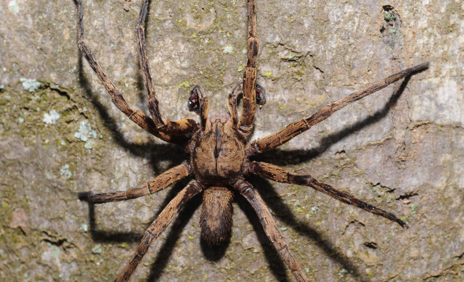 Os peçonhentos são animais que têm a capacidade de injetar substâncias tóxicas pelas suas presas. Já os venenosos são aqueles que causam envenenamento passivo por ingestão ou contato, como as lagartas ou taturanas, os sapos e peixes, como o baiacu. Foto: SESA