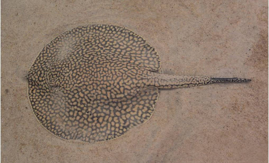 Os peçonhentos são animais que têm a capacidade de injetar substâncias tóxicas pelas suas presas. Já os venenosos são aqueles que causam envenenamento passivo por ingestão ou contato, como as lagartas ou taturanas, os sapos e peixes, como o baiacu. Foto: SESA