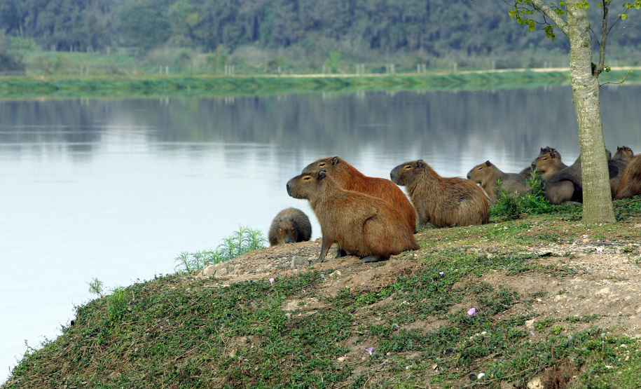 A Secretaria de Estado do Desenvolvimento Sustentável e do Turismo e o Instituto Água e Terra normatizaram, por meio da Resolução Conjunta nº 023/2019, os procedimentos de licenciamento ambiental em Áreas de Preservação Permanente (APP) no entorno dos reservatórios de água artificiais decorrentes de barramento ou represamento de cursos de água naturais.Foto: Denis Ferreira Netto/SEDEST