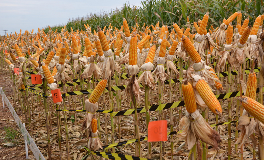 Nesta quarta-feira (22), dois eventos, a Safratec, em Floresta, e o Superagro, em Londrina, foram acompanhados por integrantes do Governo do Estado.
Foto: Emater