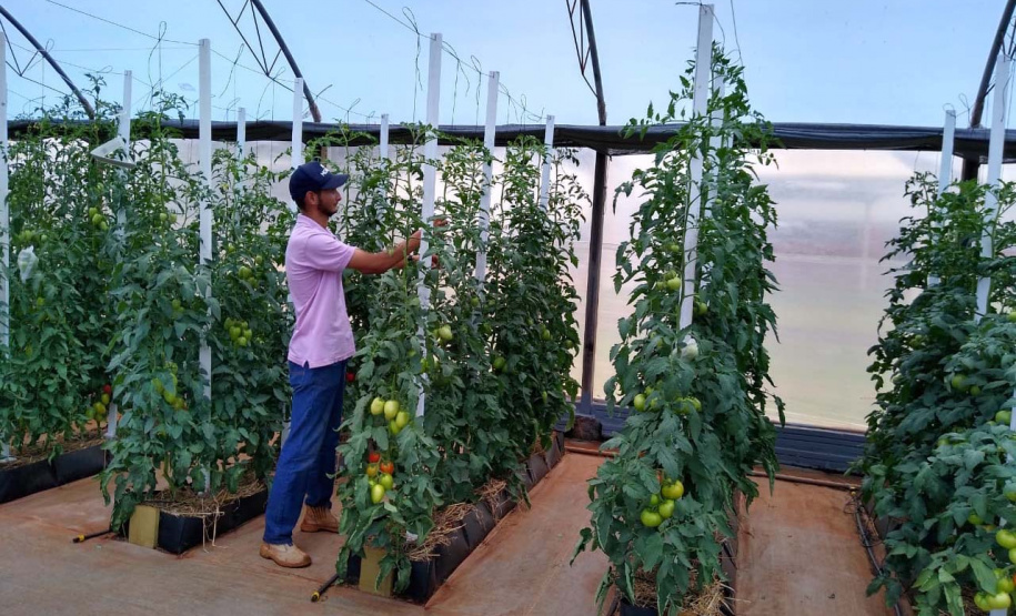 Uma das áreas destinadas ao Instituto de Desenvolvimento Rural do Paraná – Iapar-Emater reúne diferentes culturas e práticas agropecuárias. O evento, um dos principais do setor no País, deve receber cerca de 100 mil pessoas durante os cinco dias.
Foto: Emater