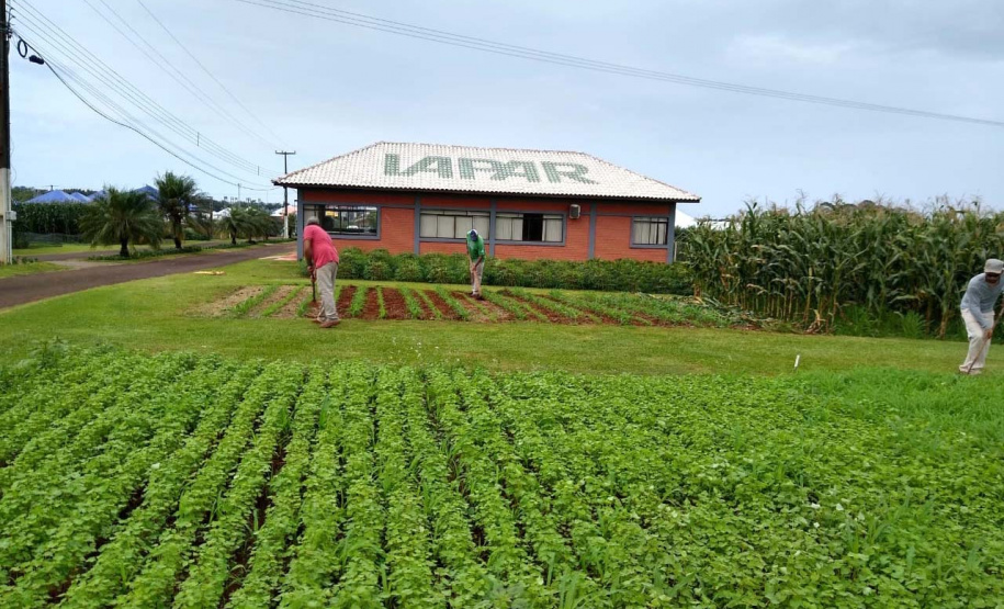 Uma das áreas destinadas ao Instituto de Desenvolvimento Rural do Paraná – Iapar-Emater reúne diferentes culturas e práticas agropecuárias. O evento, um dos principais do setor no País, deve receber cerca de 100 mil pessoas durante os cinco dias. Foto: Emater