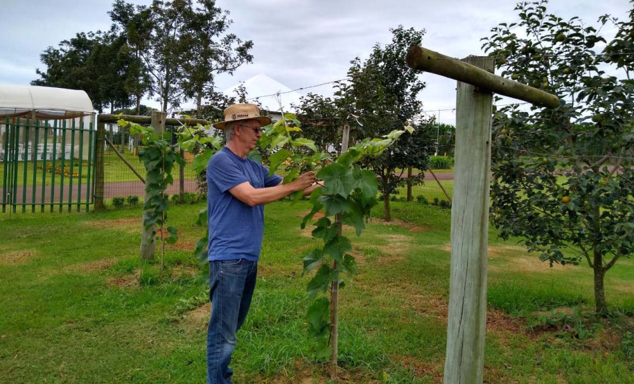Uma das áreas destinadas ao Instituto de Desenvolvimento Rural do Paraná – Iapar-Emater reúne diferentes culturas e práticas agropecuárias. O evento, um dos principais do setor no País, deve receber cerca de 100 mil pessoas durante os cinco dias. Foto: Emater