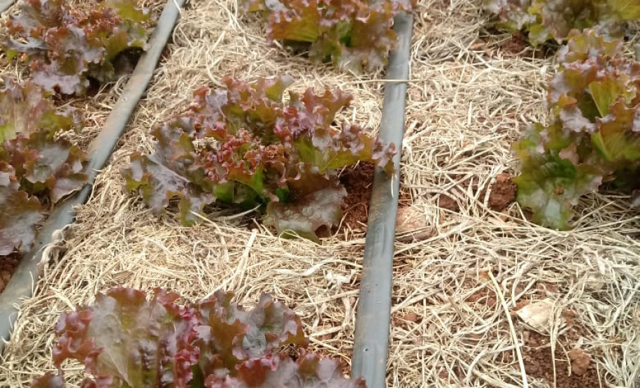 Uma das áreas destinadas ao Instituto de Desenvolvimento Rural do Paraná – Iapar-Emater reúne diferentes culturas e práticas agropecuárias. O evento, um dos principais do setor no País, deve receber cerca de 100 mil pessoas durante os cinco dias. Foto: Emater