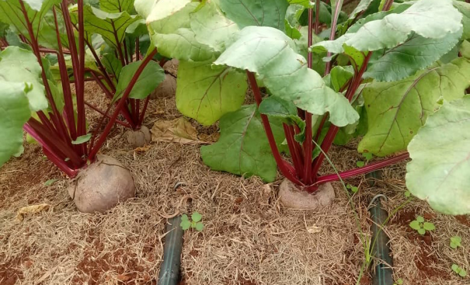 Uma das áreas destinadas ao Instituto de Desenvolvimento Rural do Paraná – Iapar-Emater reúne diferentes culturas e práticas agropecuárias. O evento, um dos principais do setor no País, deve receber cerca de 100 mil pessoas durante os cinco dias. Foto: Emater