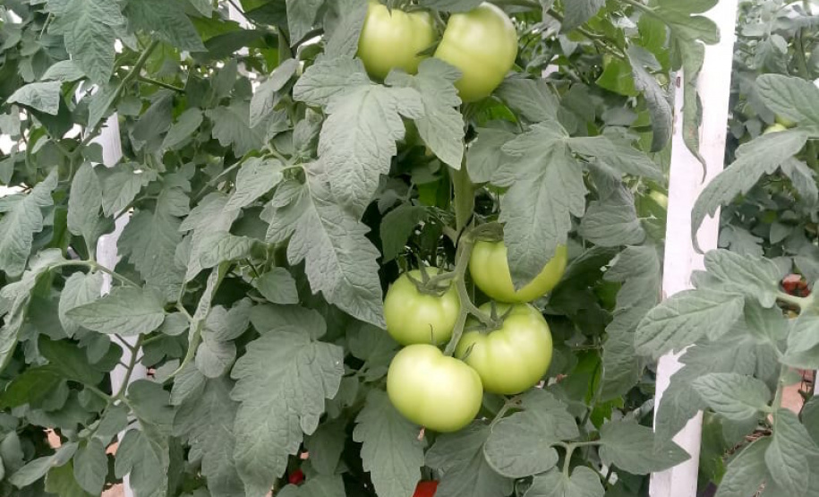 Uma das áreas destinadas ao Instituto de Desenvolvimento Rural do Paraná – Iapar-Emater reúne diferentes culturas e práticas agropecuárias. O evento, um dos principais do setor no País, deve receber cerca de 100 mil pessoas durante os cinco dias. Foto: Emater