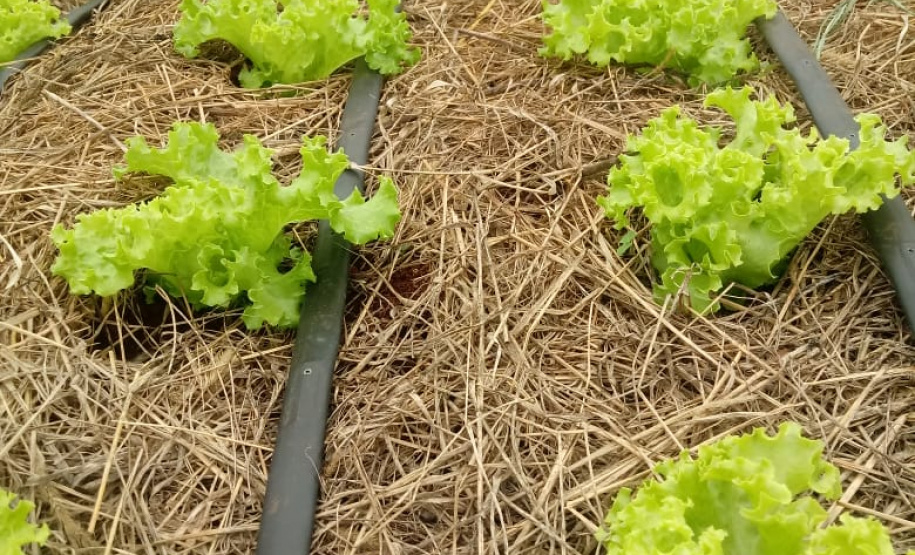 Uma das áreas destinadas ao Instituto de Desenvolvimento Rural do Paraná – Iapar-Emater reúne diferentes culturas e práticas agropecuárias. O evento, um dos principais do setor no País, deve receber cerca de 100 mil pessoas durante os cinco dias. Foto: Emater