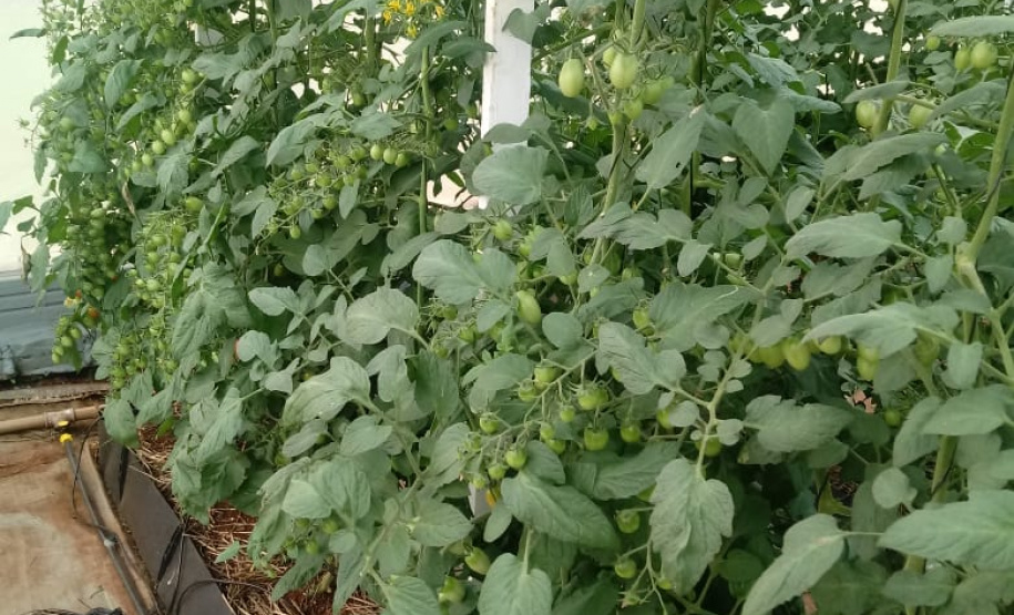 Uma das áreas destinadas ao Instituto de Desenvolvimento Rural do Paraná – Iapar-Emater reúne diferentes culturas e práticas agropecuárias. O evento, um dos principais do setor no País, deve receber cerca de 100 mil pessoas durante os cinco dias. Foto: Emater