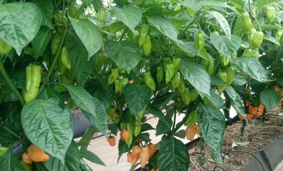 Uma das áreas destinadas ao Instituto de Desenvolvimento Rural do Paraná – Iapar-Emater reúne diferentes culturas e práticas agropecuárias. O evento, um dos principais do setor no País, deve receber cerca de 100 mil pessoas durante os cinco dias. Foto: Emater