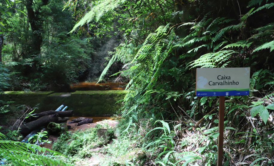 A cidade de Piraquara guarda uma riqueza incalculável para boa parte da população da Região Metropolitana de Curitiba: a sua principal fonte de água ou os chamados Mananciais da Serra. Eles são parte de uma Área de Preservação Ambiental (APA) e compõem o Parque Estadual Pico do Marumbi e o Roteiro Caminho Trentino de Piraquara, que são atrações especiais e pouco conhecidas do verão paranaense. Foto: José Fernando Ogura/AEN