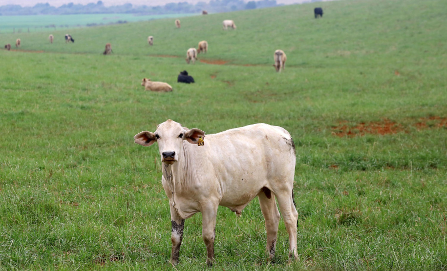 Adapar alerta para focos de raiva em animais no Noroeste
Foto: Jaelson Lucas