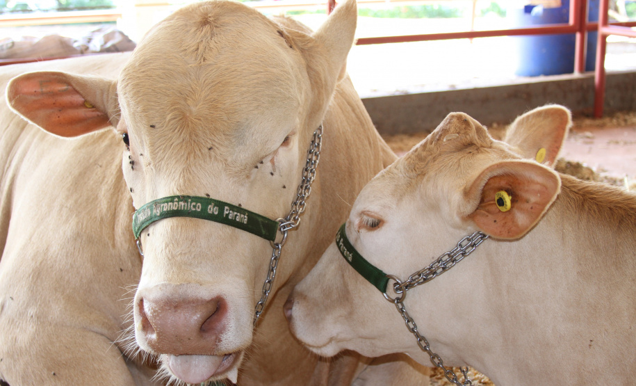 Em 2020, o visitante do Show Rural confere nove opções, dos grupos comerciais carioca, preto e branco, e ainda poderá conhecer 40 animais Purunã para exposição e comercialização.
Foto: IAPAR