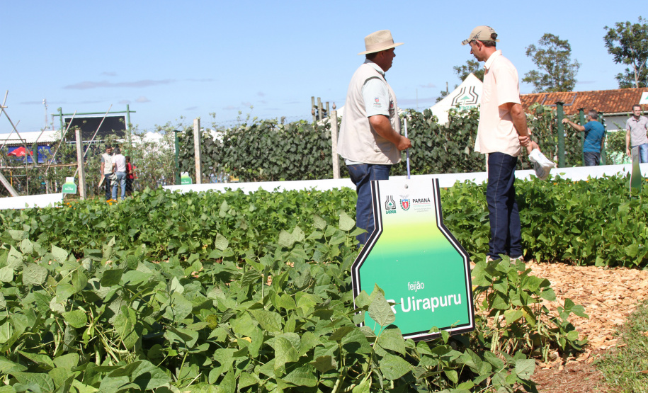 Em 2020, o visitante do Show Rural confere nove opções, dos grupos comerciais carioca, preto e branco, e ainda poderá conhecer 40 animais Purunã para exposição e comercialização.
Foto: IAPAR