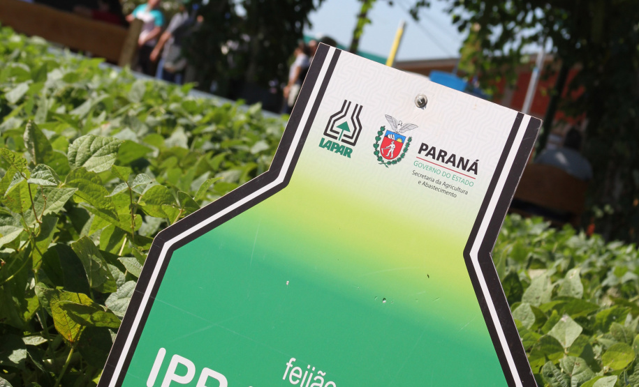 Em 2020, o visitante do Show Rural confere nove opções, dos grupos comerciais carioca, preto e branco, e ainda poderá conhecer 40 animais Purunã para exposição e comercialização.
Foto: IAPAR