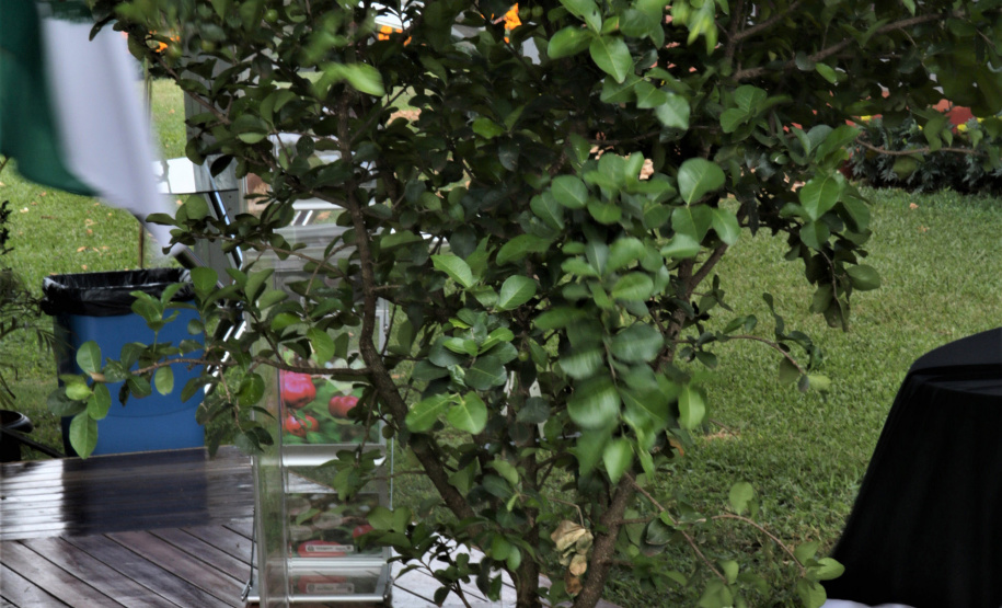 O Instituto Paranaense de Desenvolvimento Rural do Paraná IAPAR-Emater lançou na manhã desta quinta-feira (6), no Show Rural, as cultivares de acerola IPR Bruna, IPR Letícia, IPR Stella e IPR Stephanie. A solenidade de apresentação dos novos materiais contou com a participação do secretário de agricultura e abastecimento Norberto Anacleto Ortigara. - Cascavel, 06/02/2020  -  Foto: Divulgação Iapar