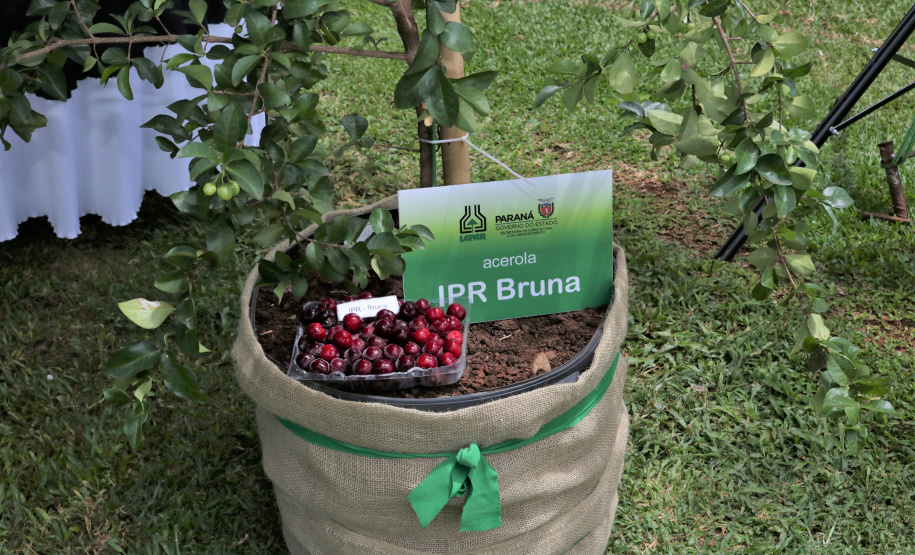 O Instituto Paranaense de Desenvolvimento Rural do Paraná IAPAR-Emater lançou na manhã desta quinta-feira (6), no Show Rural, as cultivares de acerola IPR Bruna, IPR Letícia, IPR Stella e IPR Stephanie. A solenidade de apresentação dos novos materiais contou com a participação do secretário de agricultura e abastecimento Norberto Anacleto Ortigara. - Cascavel, 06/02/2020  -  Foto: Divulgação Iapar