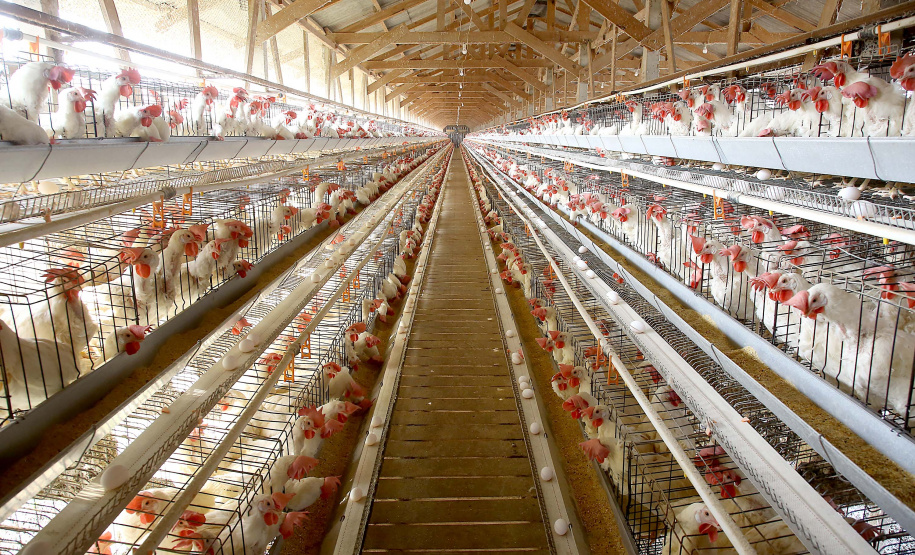 Granja de postura. Guarapuava, 12/09/2019 Foto:Jaelson Lucas / AEN