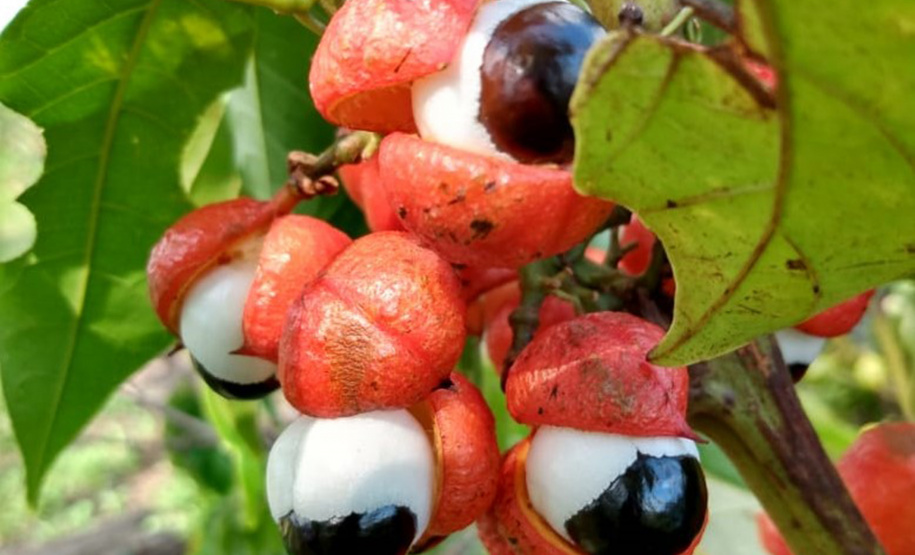 O Instituto de Tecnologia do Paraná (Tecpar) ampliou sua atuação na certificação de produção de orgânicos no Brasil em 2019. Atualmente 615 produtores rurais de sete estados têm a certificação de orgânicos concedida pelo Tecpar Certificação.  -  Curitiba, 13/02/2020  -  Foto: Divulgação Tecpar