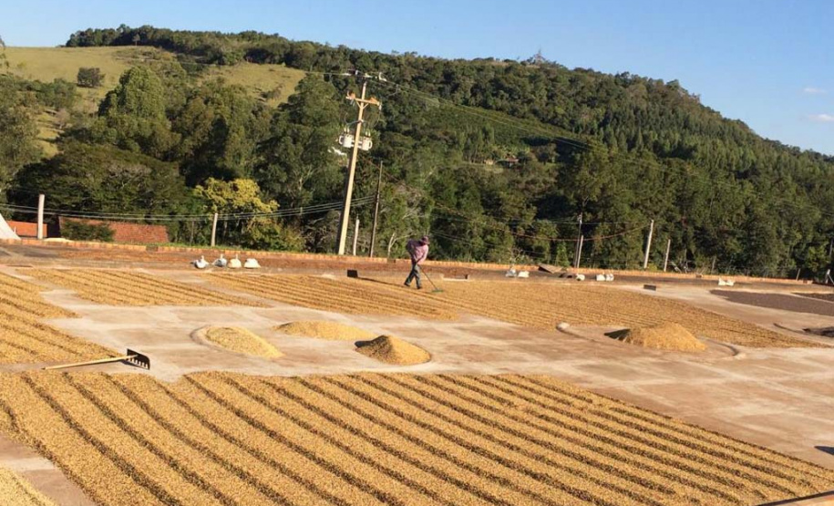 Os cafés finalistas foram avaliados por um júri técnico composto por provadores e especialistas, responsáveis por 90% da nota final, enquanto o critério de Sustentabilidade corresponde aos 10% restantes. Foto: SEAB