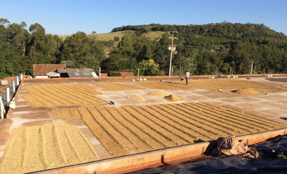 Os cafés finalistas foram avaliados por um júri técnico composto por provadores e especialistas, responsáveis por 90% da nota final, enquanto o critério de Sustentabilidade corresponde aos 10% restantes. Foto: SEAB