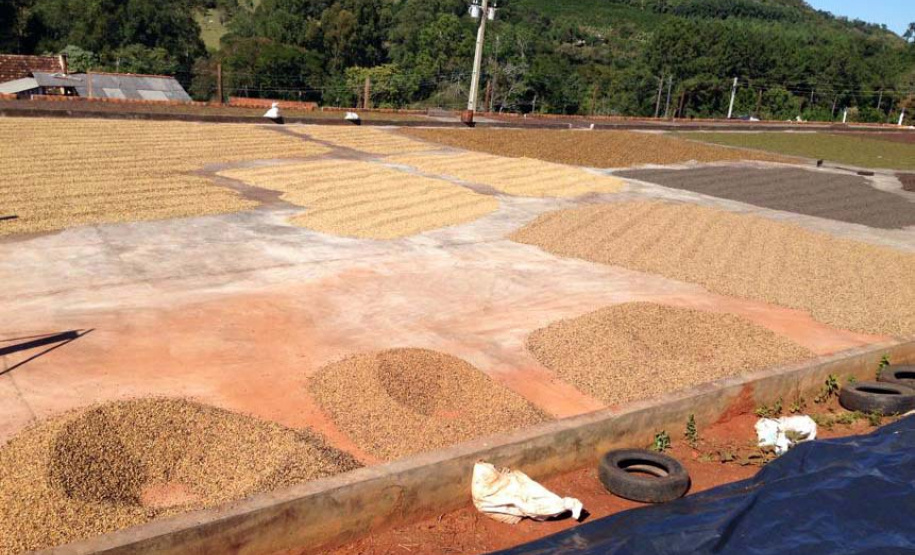 Os cafés finalistas foram avaliados por um júri técnico composto por provadores e especialistas, responsáveis por 90% da nota final, enquanto o critério de Sustentabilidade corresponde aos 10% restantes. Foto: SEAB