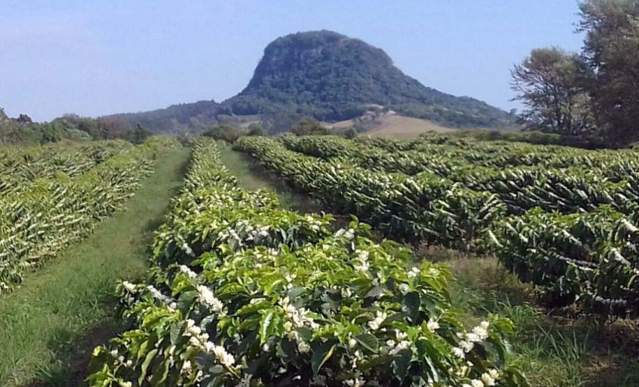 Os cafés finalistas foram avaliados por um júri técnico composto por provadores e especialistas, responsáveis por 90% da nota final, enquanto o critério de Sustentabilidade corresponde aos 10% restantes. Foto: SEAB