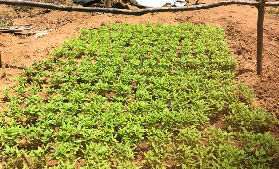 As ações fazem parte de um esforço de algumas instituições de segurança pública para combater o tráfico nacional e internacional de drogas.
Foto: SESP