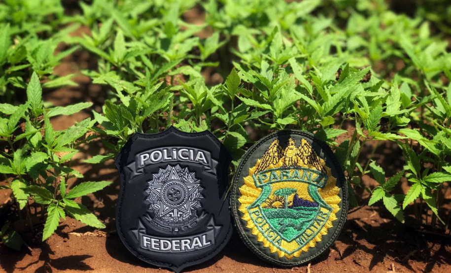 As ações fazem parte de um esforço de algumas instituições de segurança pública para combater o tráfico nacional e internacional de drogas.
Foto: SESP