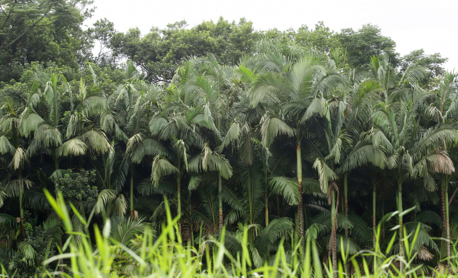 Morretes - Morretes, 17-01-20.Foto: Arnaldo Alves / AEN.