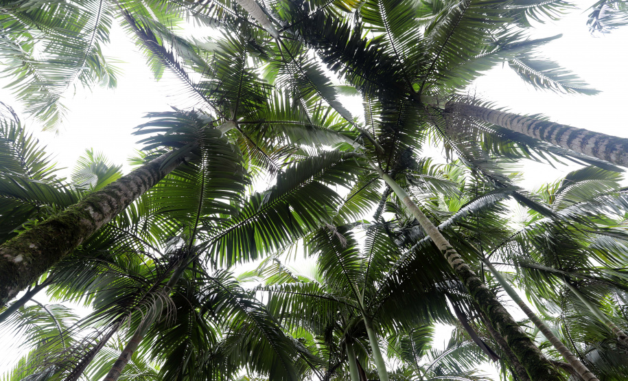 Morretes - Palmeira Real.Morretes, 17-01-20.Foto: Arnaldo Alves / AEN.