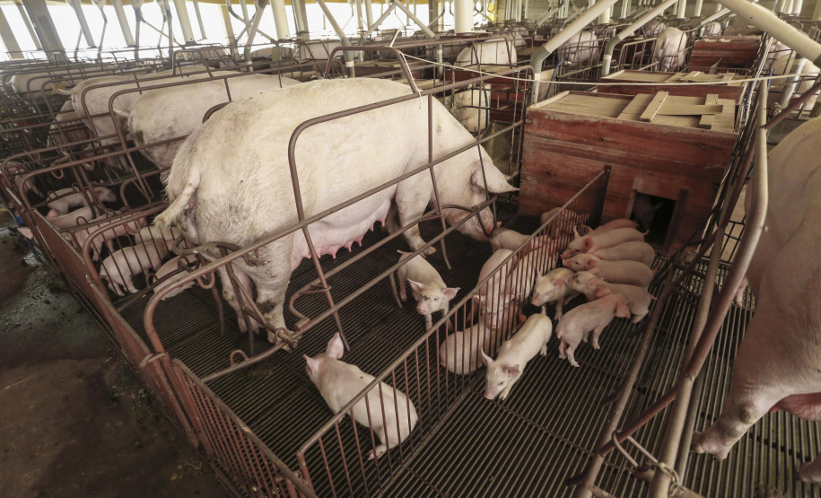 A Secretaria de Estado do Desenvolvimento Sustentável e do Turismo, em conjunto com o Sistema Faep/Senar e entidades representativas do agronegócio no Estado, irão promover uma rodada de eventos sobre o Programa Descomplica Rural nas cidades de Cornélio Procópio, Londrina, Umuarama, Campo Mourão, Ponta Grossa, Guarapuava, Toledo, Maringá e Pato Branco. - .Foto: Arnaldo Alves/Arquivo AEN