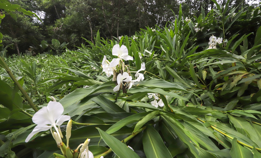 Morretes - Morretes, 17-01-20.Foto: Arnaldo Alves / AEN.