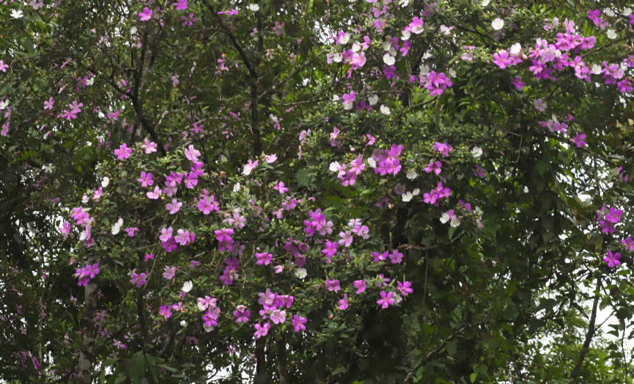 Morretes - Morretes, 17-01-20.Foto: Arnaldo Alves / AEN.