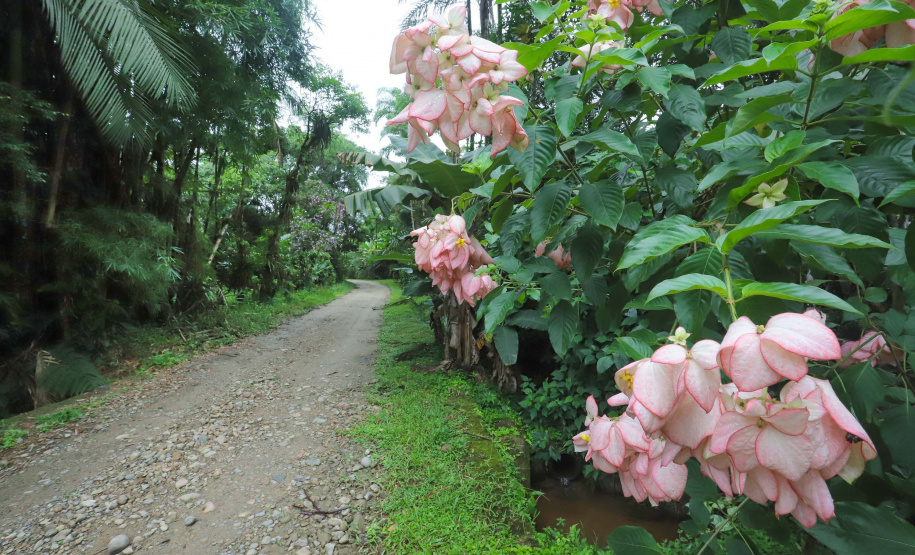 Morretes - Rio Iporanga, na comunidade de Cascatinha.Morretes, 17-01-20.Foto: Arnaldo Alves / AEN.