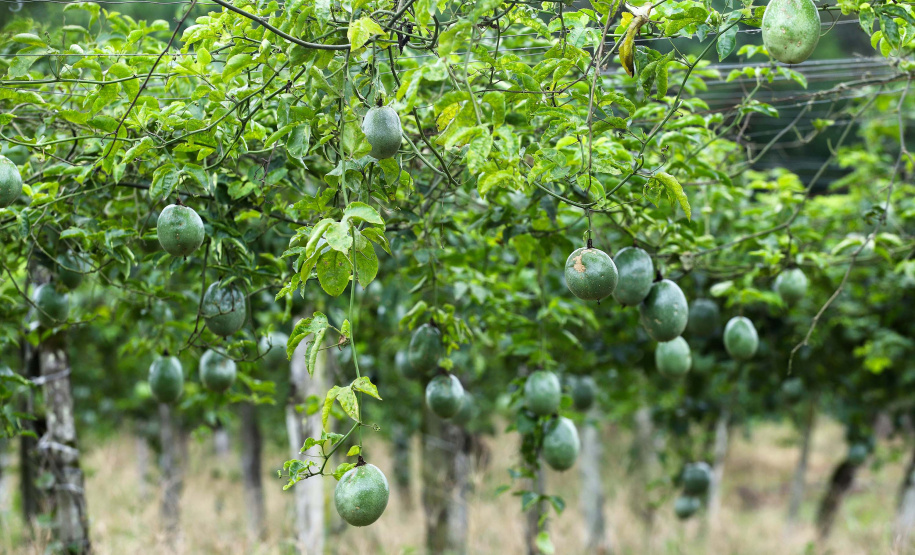 Morretes - Cultivo de Maracujá.Morretes, 17-01-20.Foto: Arnaldo Alves / AEN.