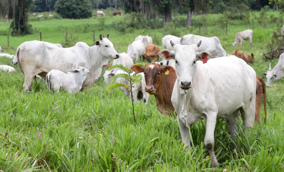 Morretes - Criação de gado.Morretes, 17-01-20.Foto: Arnaldo Alves / AEN.