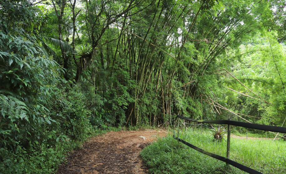 Morretes - Morretes, 17-01-20.Foto: Arnaldo Alves / AEN.