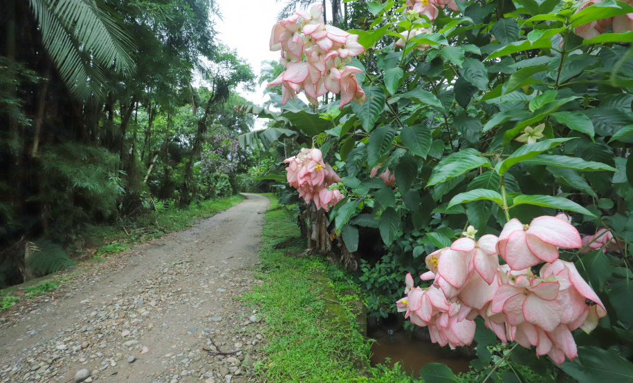 Morretes - Rio Iporanga, na comunidade de Cascatinha.Morretes, 17-01-20.Foto: Arnaldo Alves / AEN.