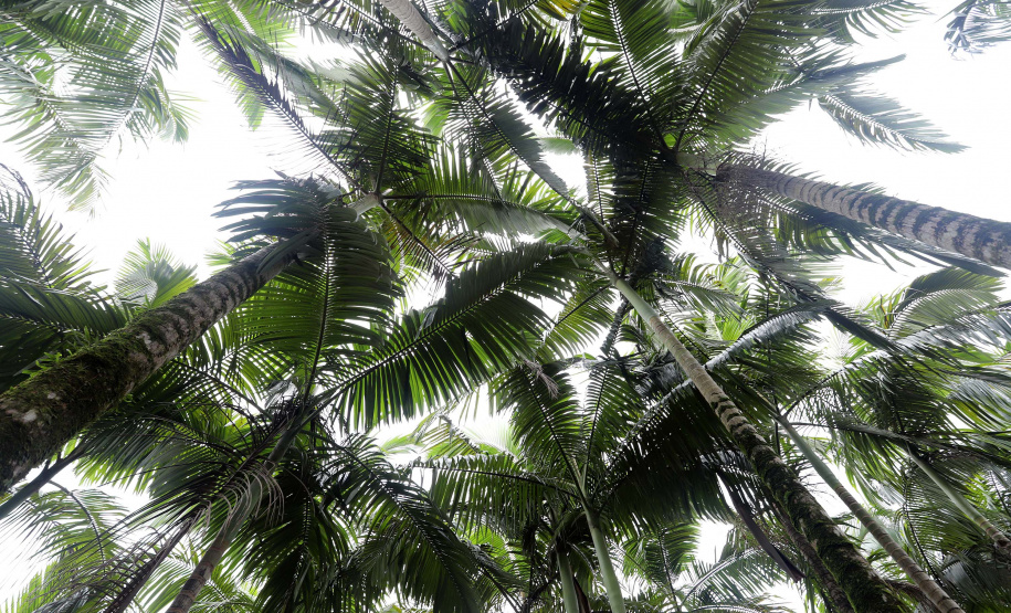 Morretes - Palmeira Real.
Morretes, 17-01-20.
Foto: Arnaldo Alves / AEN.